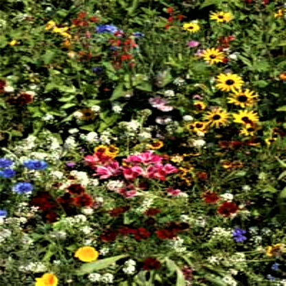 Butterfly Mix Seeds