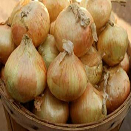 Onion Candy Seeds