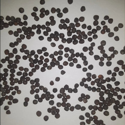 Twister Hybrid Cauliflower Seeds