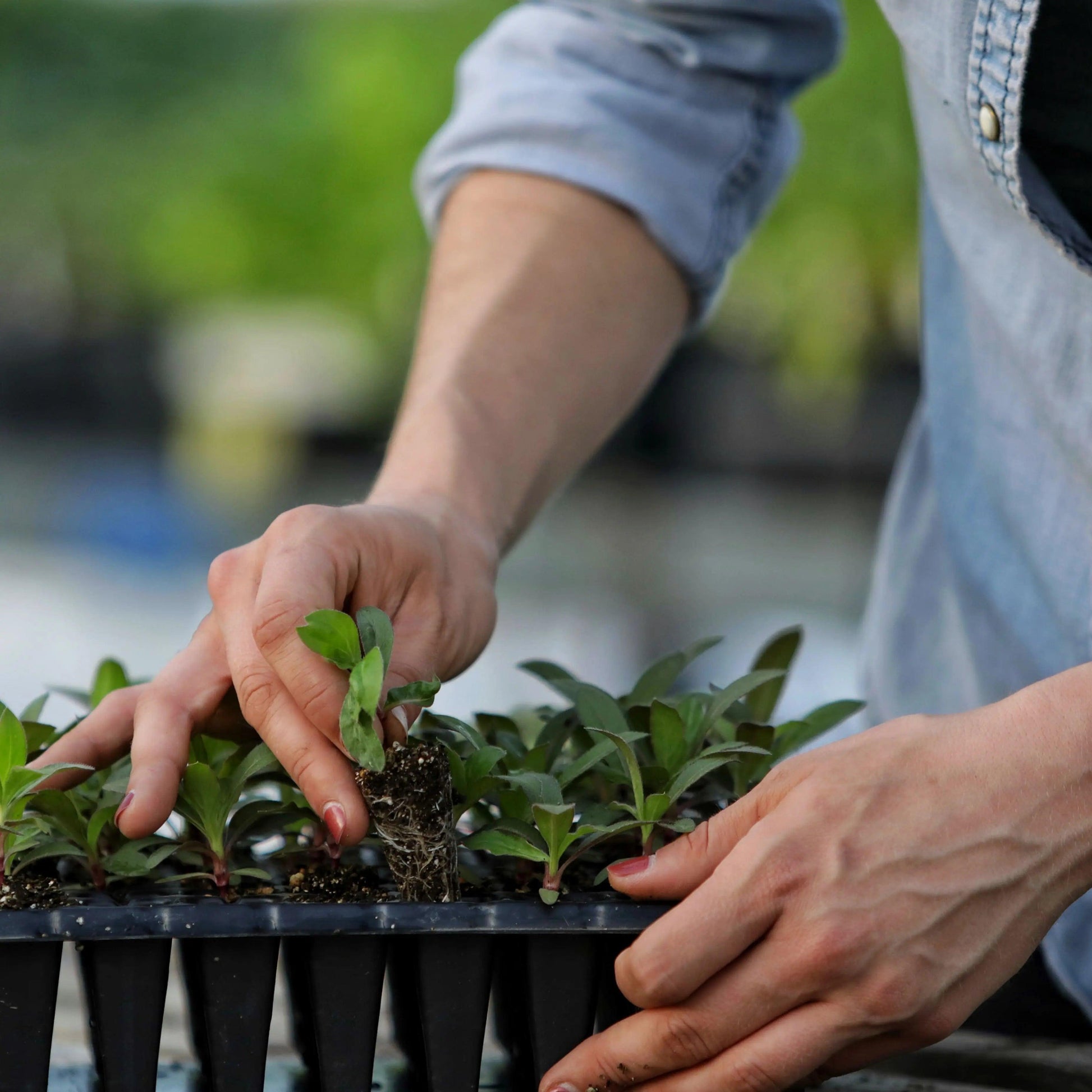 Plug Popper for Cell Trays - Midwest Grow LLC