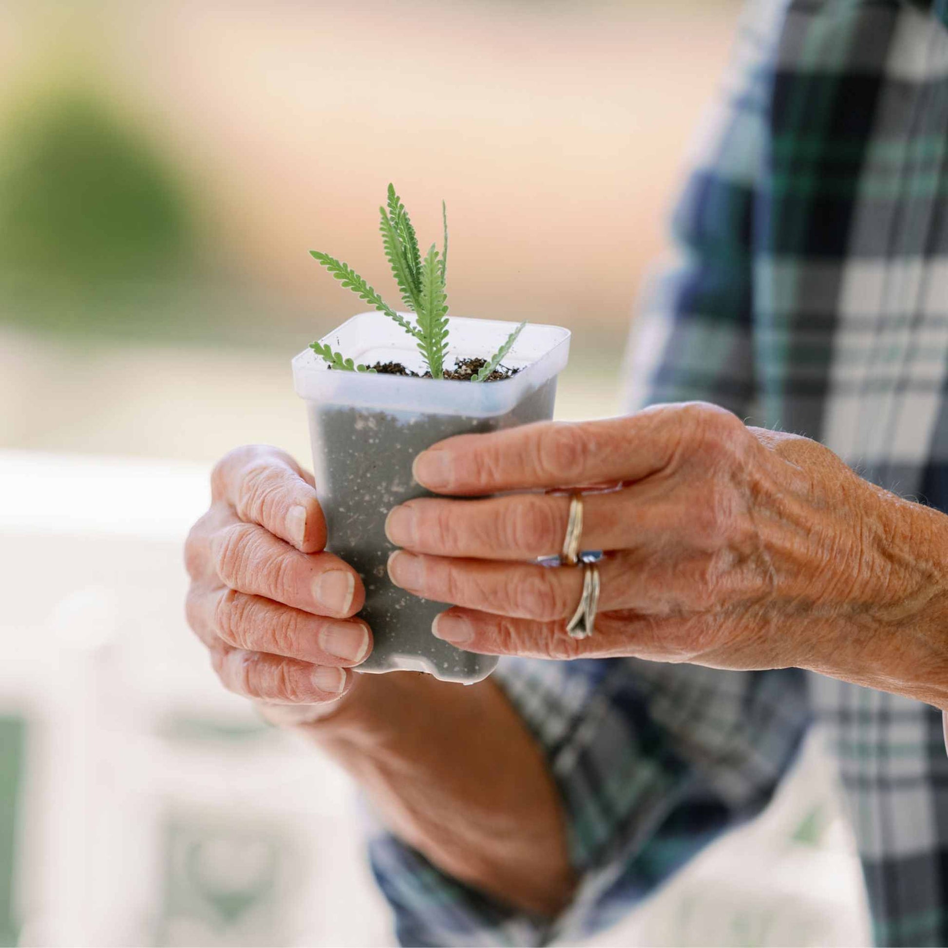 Propagation Kit | For Cuttings, Seedlings and More - Midwest Grow LLC