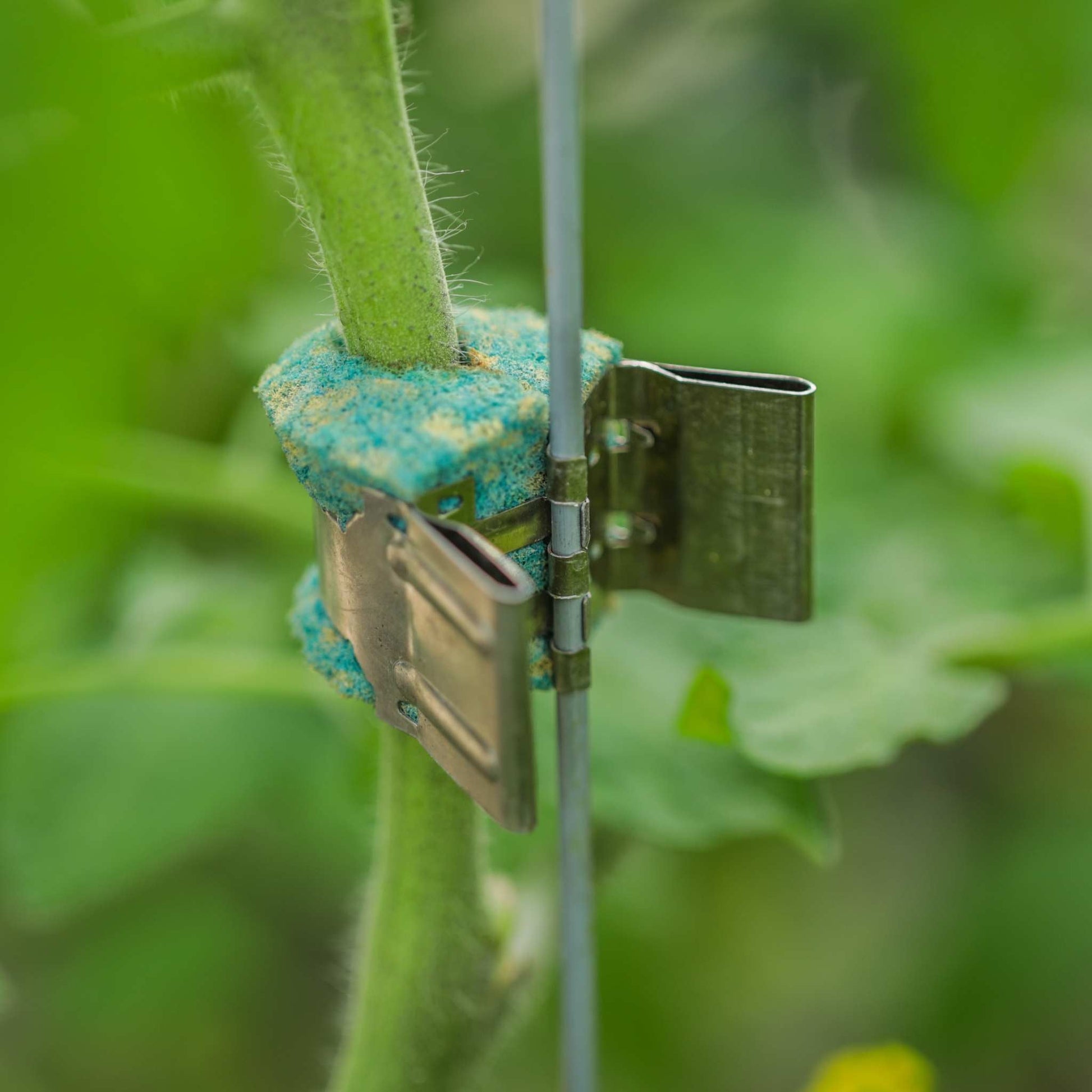 Qlipr Trellising System - Midwest Grow LLC