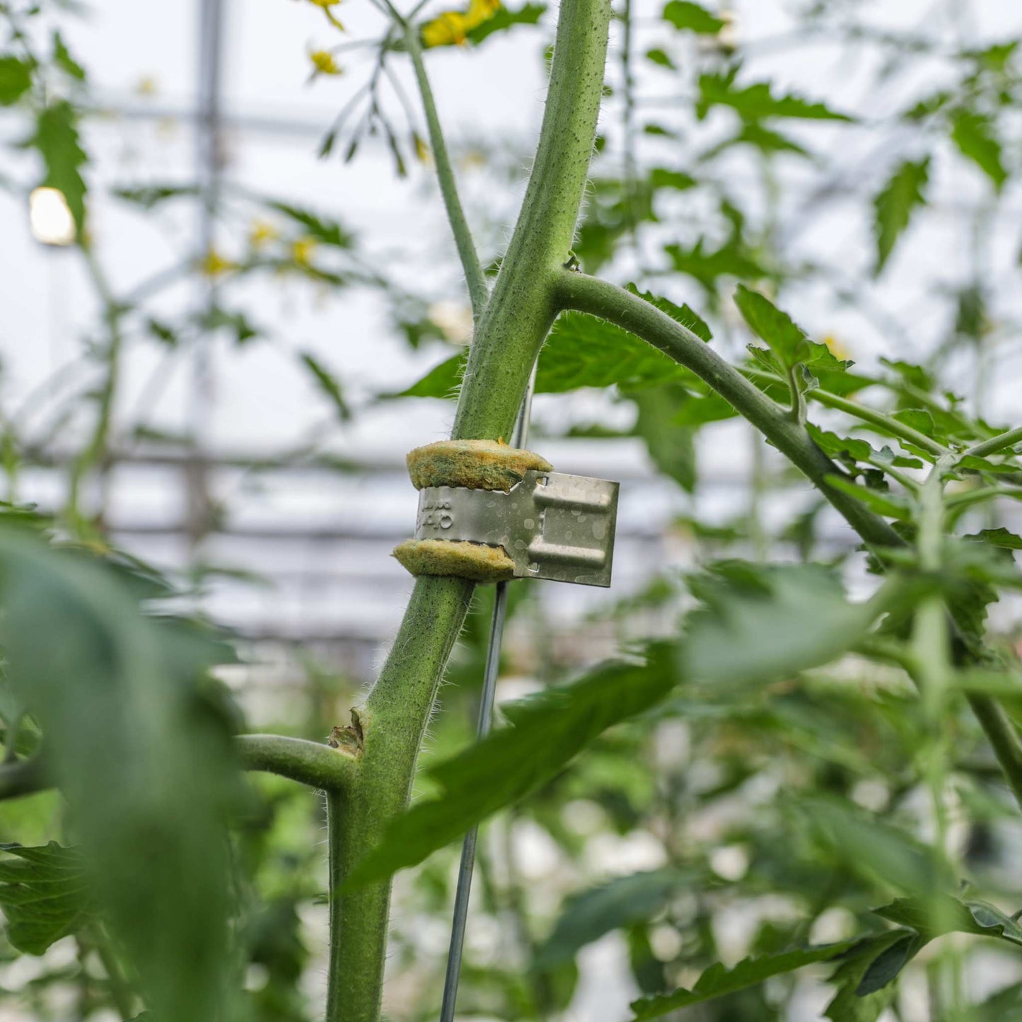 Qlipr Trellising System - Midwest Grow LLC