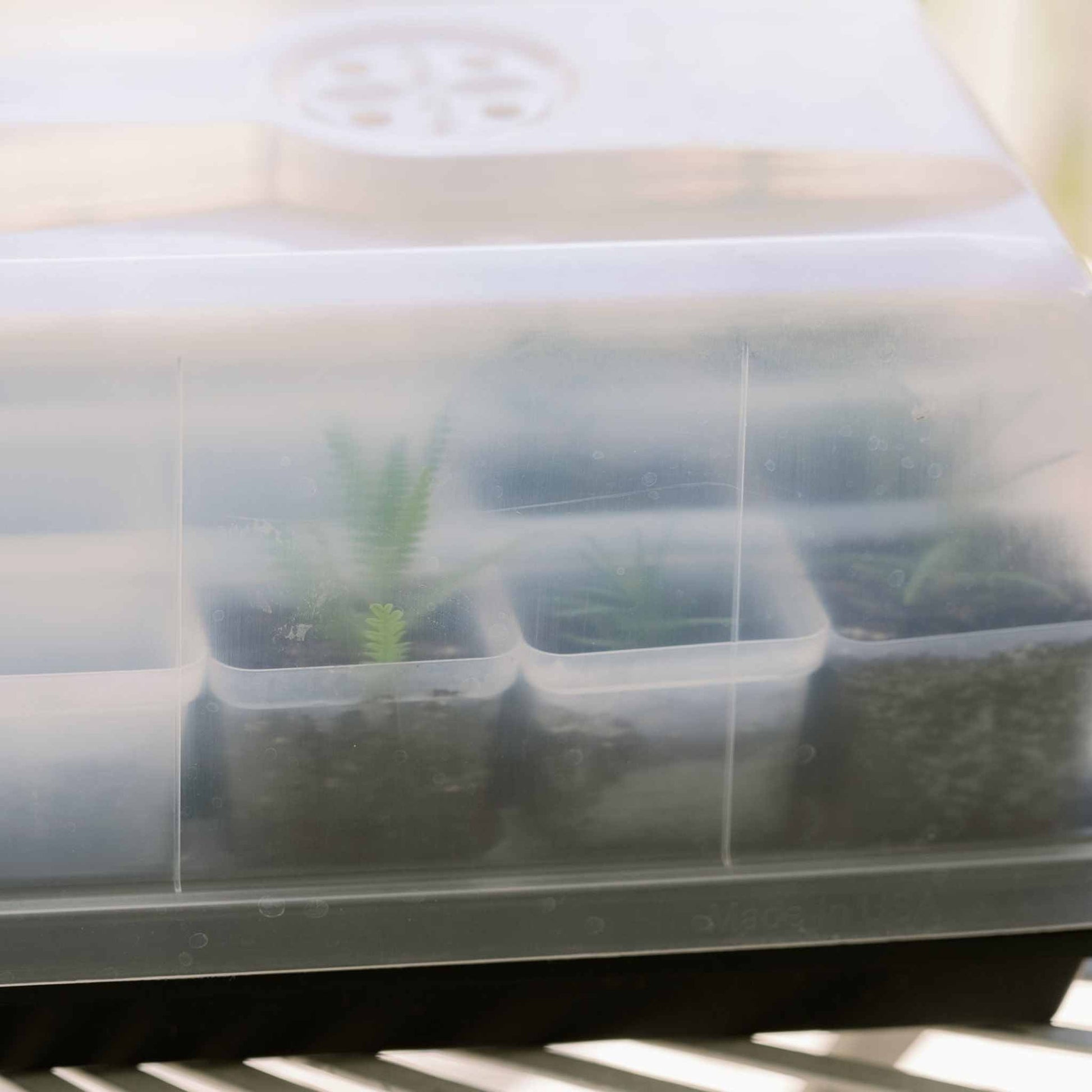 Propagation Kit | For Cuttings, Seedlings and More - Midwest Grow LLC