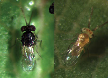 Encarsia formosa/Eretmocerus eremicus - Control - Whitefly