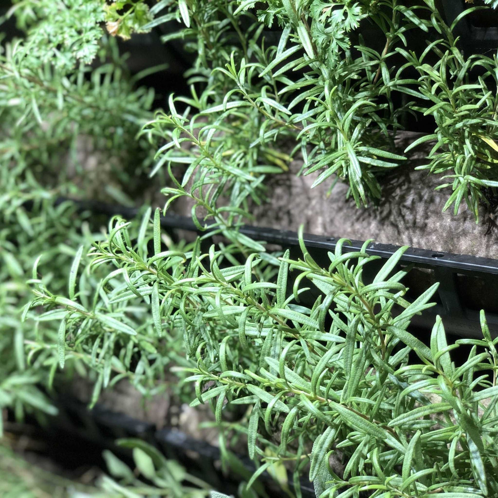 Filled Ellepot Pouches for Vertical Gardens - Midwest Grow LLC