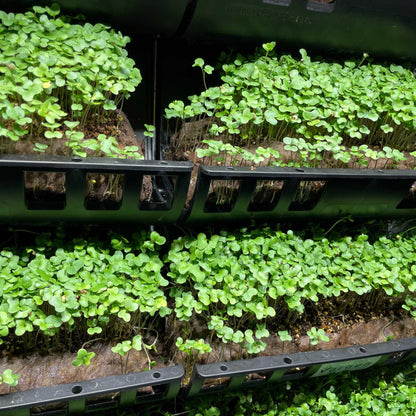 Filled Ellepot Pouches for Vertical Gardens - Midwest Grow LLC