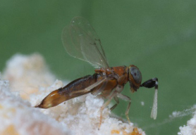 GrowersHouse Anagyrus vladimiri (CA only) -  Control Mealybugs