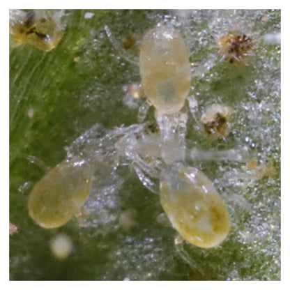 Amblyseius (Neosiulus) californicus - Control Mites