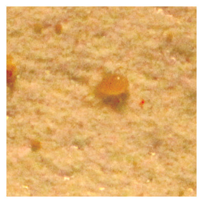 Amblyseius andersoni - for Spider Mite, Broad Mite, Russet Mite