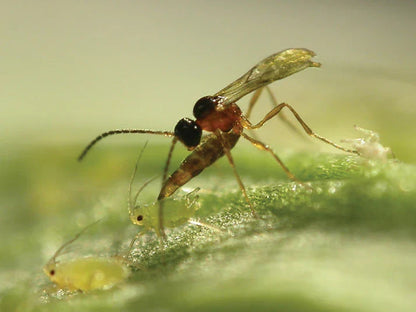 Aphidius colemani/ervi/matricariae/Aphelinus -  Control Aphids