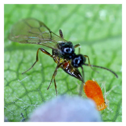 Aphidius colemani/ervi/matricariae/Aphelinus -  Control Aphids