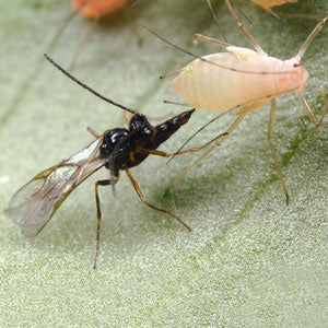 GrowersHouse Aphidius ervi - Control - Aphid