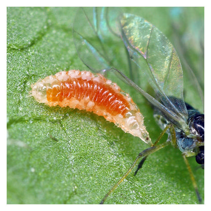 GrowersHouse Aphidoletes aphidimyza - Control - Aphid