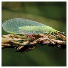 GrowersHouse Chrysoperla rufilabris - Control - Aphid