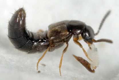 Dalotia (Atheta) coriaria [Rove beetles]