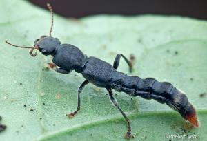Dalotia (Atheta) coriaria [Rove beetles]