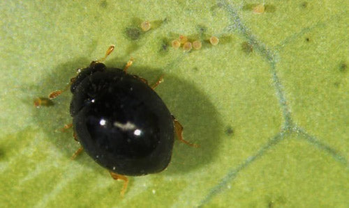 GrowersHouse Delphastus catalinae - Control - Whitefly