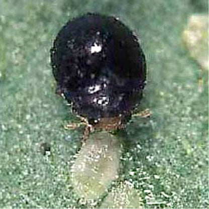 GrowersHouse Delphastus catalinae - Control - Whitefly