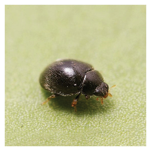 GrowersHouse Stethorus punctillum - Control - Two Spotted Spider Mite