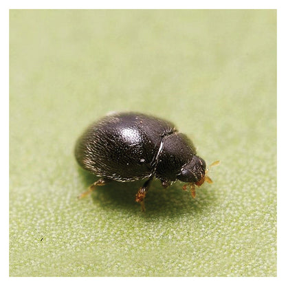 GrowersHouse Stethorus punctillum - Control - Two Spotted Spider Mite