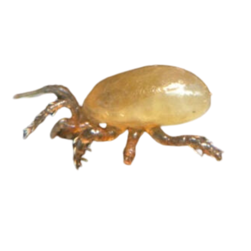 Stratiolaelaps scimitus (Hypoaspis miles)
