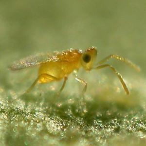 Encarsia formosa/Eretmocerus eremicus - Control - Whitefly