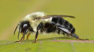 GrowersHouse Bombus impatiens -  Crop pollinator