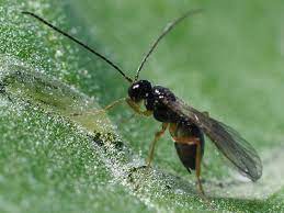 GrowersHouse Dacnusa sibirica -  Control Leaf Miners