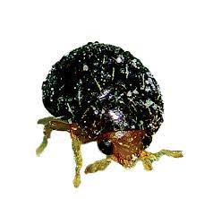 GrowersHouse Duponchelia fovealis lure - 2 pk