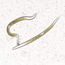 Nematodes NEMAforce SC/HB S.carpocapsae, H. bacteriophora mix