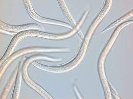 Nematodes NEMAforce SC/HB S.carpocapsae, H. bacteriophora mix