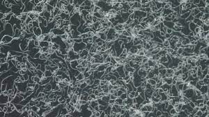 Nematodes NEMAforce SK Steinernema kraussei -  For  Vine weevil larvae