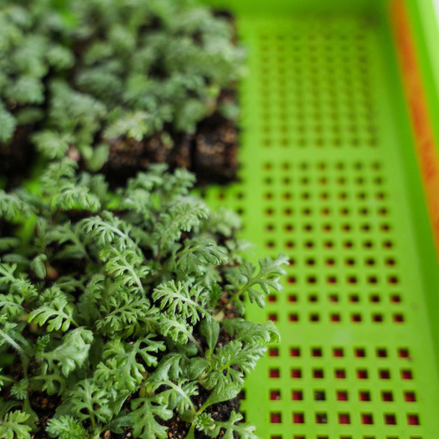 1020 Mesh Trays Shallow Extra Strength Colors - 1" Deep - Midwest Grow LLC