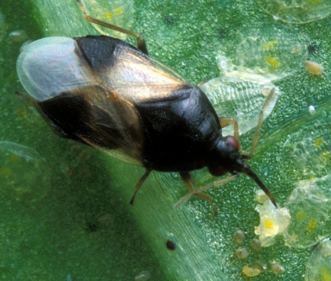 GrowersHouse Orius insidiosus - Control - Thrips