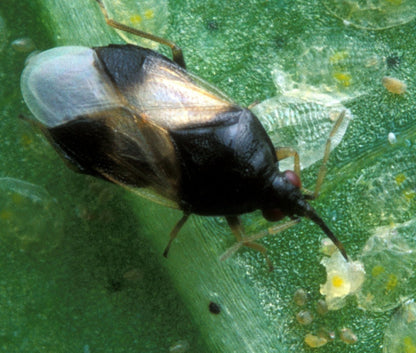 GrowersHouse Orius insidiosus - Control - Thrips