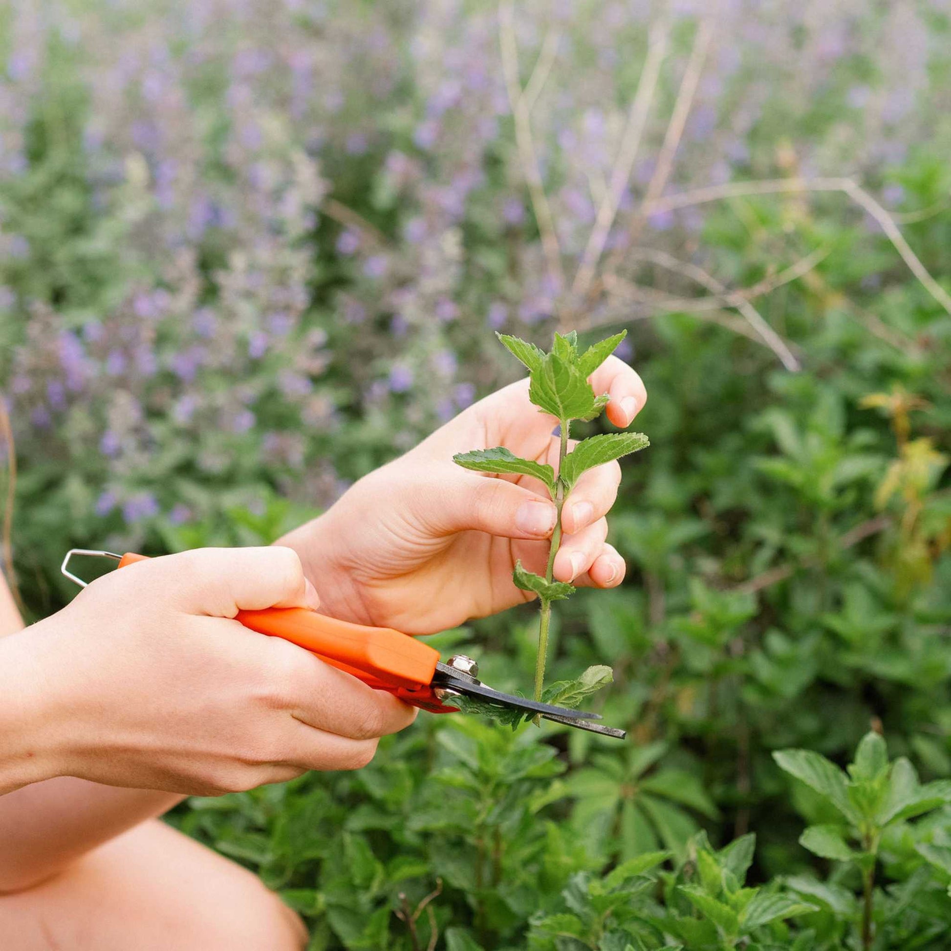 Harvesting Pruning Shears | 185 mm - Midwest Grow LLC