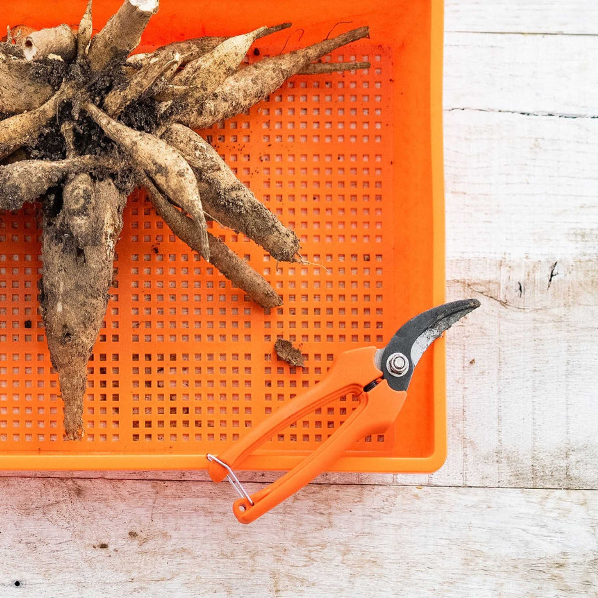 Harvesting Pruning Shears | 185 mm - Midwest Grow LLC