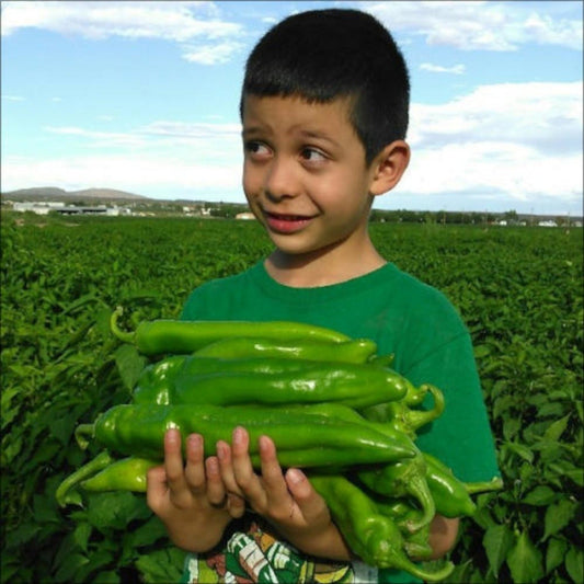 Hatch Cert. Big Jim Chile Hot Pepper Seeds