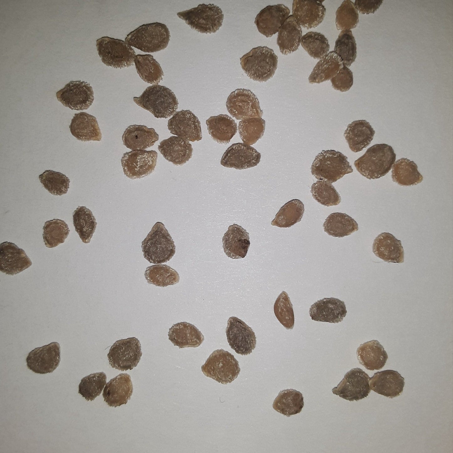 Hillbilly West Virginia Heirloom Tomato Seeds