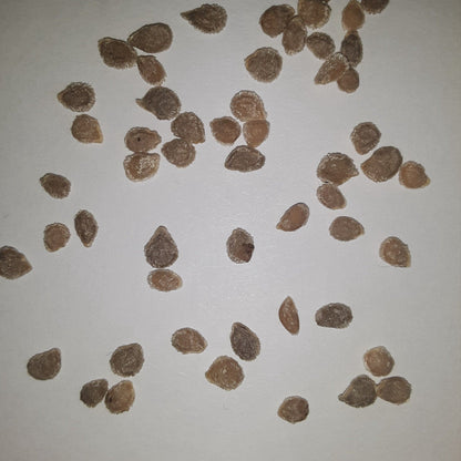 Hillbilly West Virginia Heirloom Tomato Seeds