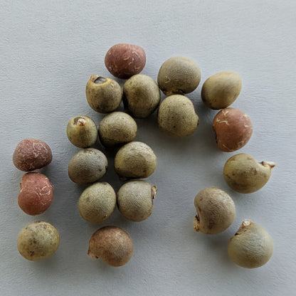 Okra, Hill Country Red Seeds