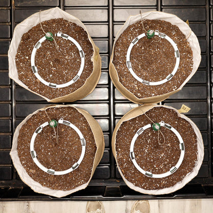 Preset Blumat Grow Tent Irrigation Kit - Midwest Grow LLC