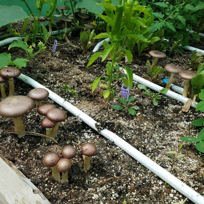 Blumat Irrigation for Raised Beds - Midwest Grow LLC