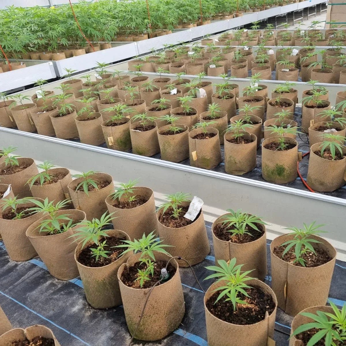 Grassroots Bottomless Fabric Pot - Midwest Grow LLC