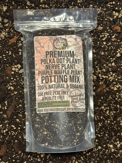 Polka Dot Plant - Fittonia Nerve Plant - Purple Waffle Plant Premium Potting Mix
