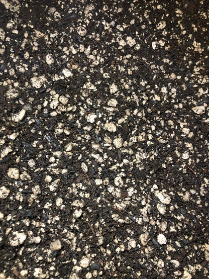 PEPEROMIA Premium Potting Mix