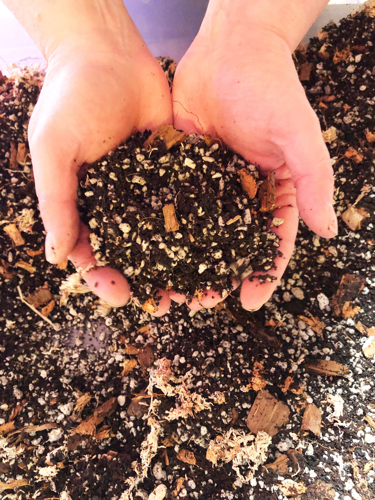 ANTHURIUM Premium Potting Mix