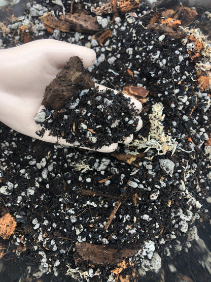Alocasia - Colocasia - Caladium Premium Potting Mix