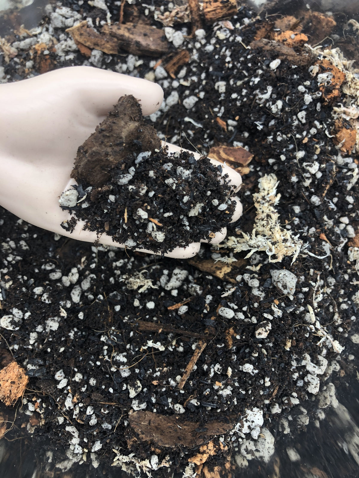 Aglaonema Premium Potting Mix